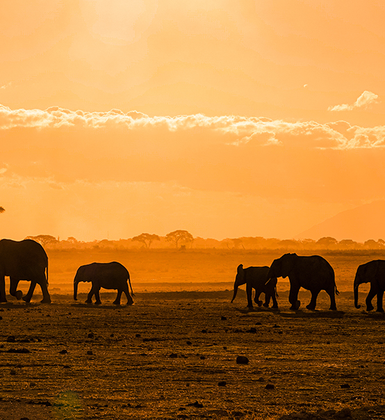 虎力全開，疫情兇猛他去非洲做了什么？